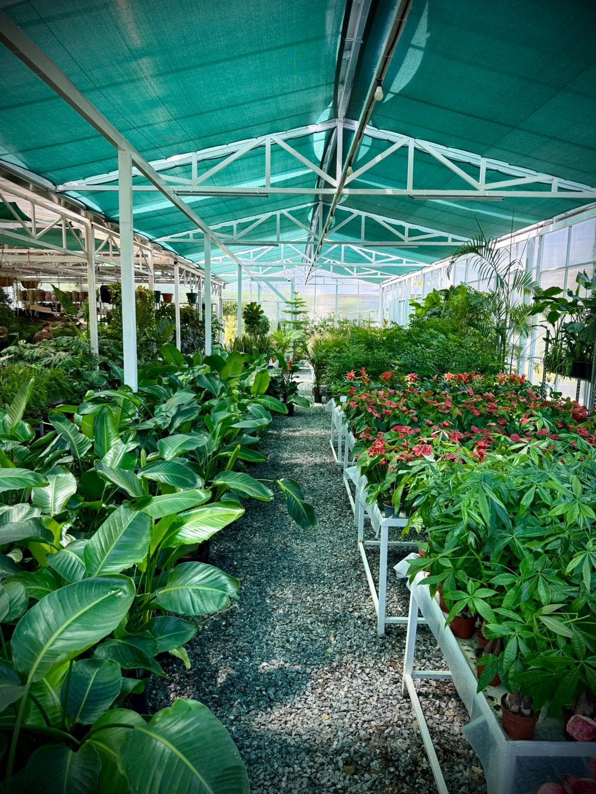 İç Mekan Bitkileri