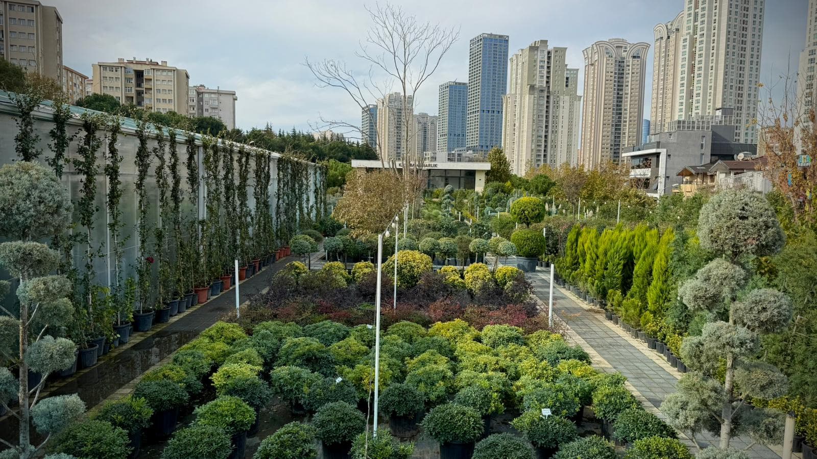 Dış Mekan Bitkileri